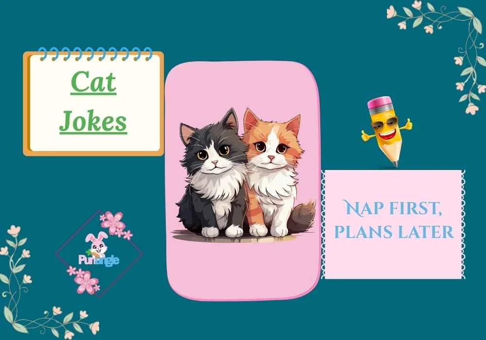 Cat Jokes